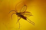 Two Fossil Flies (Diptera) In Baltic Amber #170074-1